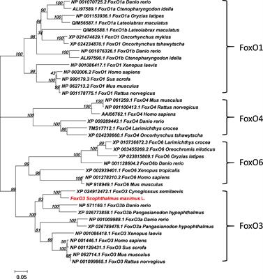 FoxO3 Modulates LPS-Activated Hepatic Inflammation in Turbot (Scophthalmus maximus L.)